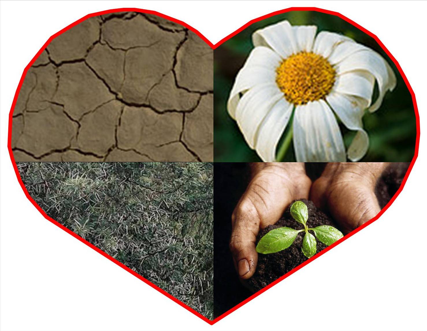 Four types of soil (Luke 8:5-15) – Grow In God's Grace